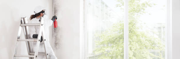 Best Mold Prevention Services  in Island Lake, IL